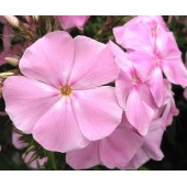 Флокс Phlox Владимир